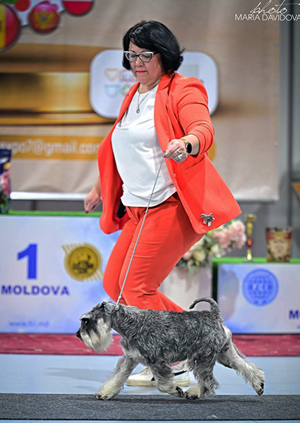 züst Granit Vagabond at Peppergabito: Peppersdegabritho - Zwergschnauzer / Miniature Schnauzer züst Granit Vagabond at Peppergabito: Peppersdegabritho - Zwergschnauzer / Miniature Schnauzer